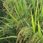 whatsapp image 2026 01 17 at 10.14.34 am