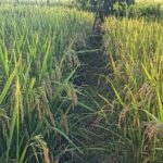 whatsapp image 2026 01 17 at 10.14.34 ama