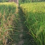 whatsapp image 2026 01 17 at 10.14.35 am