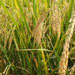 whatsapp image 2026 01 17 at 10.14.35 am1