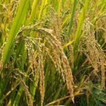 whatsapp image 2026 01 17 at 10.14.35 am2