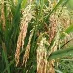 whatsapp image 2026 01 17 at 10.14.37 am4