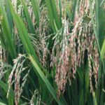 whatsapp image 2026 01 17 at 10.14.37 am5