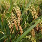 whatsapp image 2026 01 17 at 10.14.37 am6