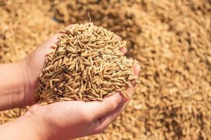 wheat